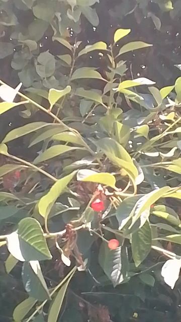VID_20250624_102631.mp4