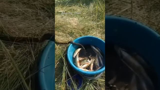 Даже змеи любят полакомиться свежей рыбкой! 🐬 А вы когда-нибудь видели такое? 🤪