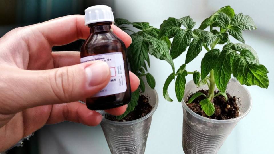 1 Капля и стебель у рассады жирный и крепкий! Рассада коренастая