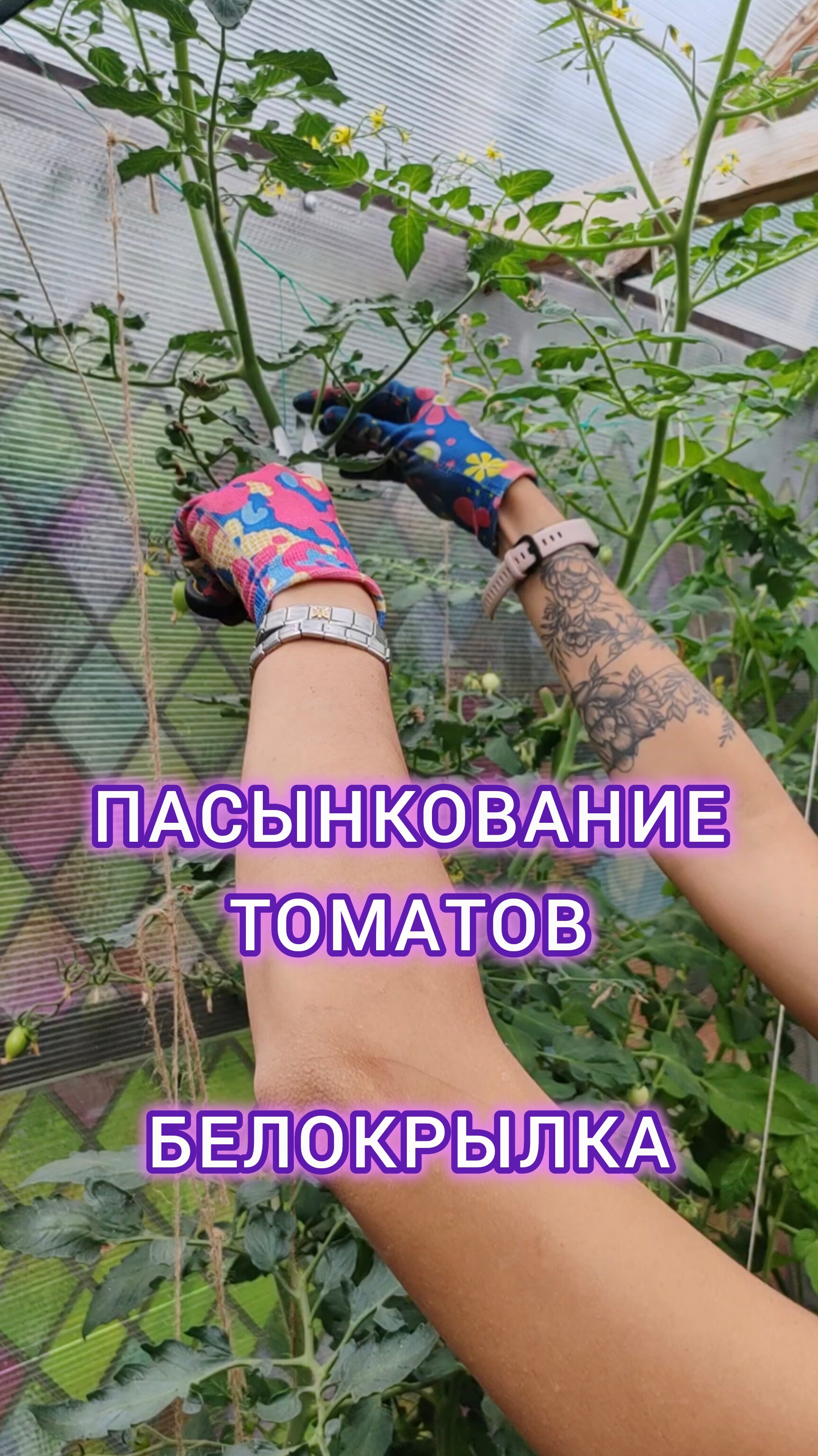 Пасынковать томаты нужно регулярно, чтоб был хороший урожай👌 #грядка #теплица #сад #огород
