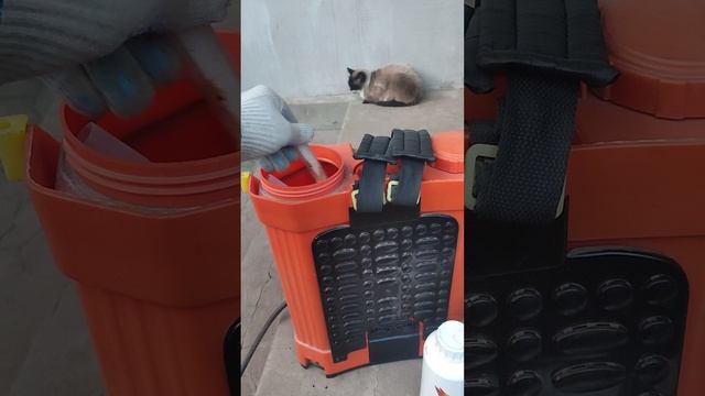 Максимально огромные ягоды и гроздья.
Саженцы винограда в ЛНР.