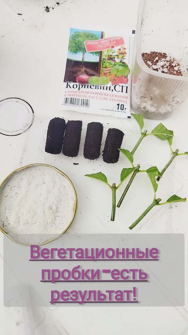 Черенкую гортензию в пробках