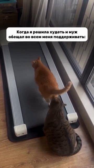 Поддержка