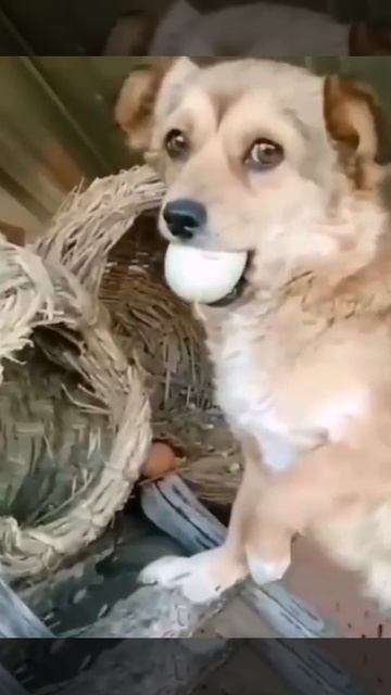 Собакена застукали 🐶😉❤️
