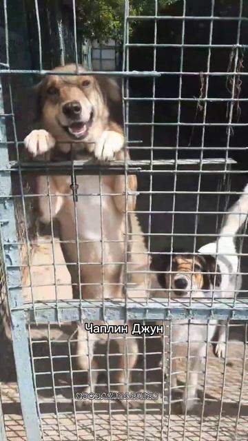 Мы хотим Домой