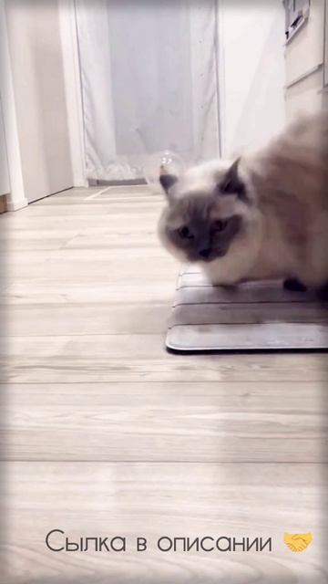 Дзен