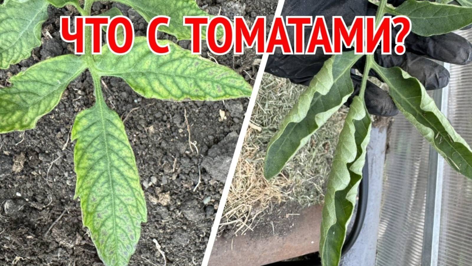 ЕСЛИ У ТОМАТОВ СКРУЧИВАЮТСЯ ЛИСТЬЯ, ПЯТНА И СТРАННЫЕ ЦВЕТКИ — СРОЧНО смотрите это!