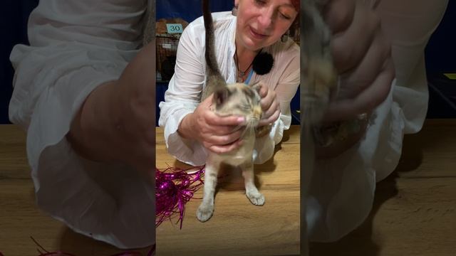 Тонкинская кошка на выставке кошек. Судья Елена Бутомова