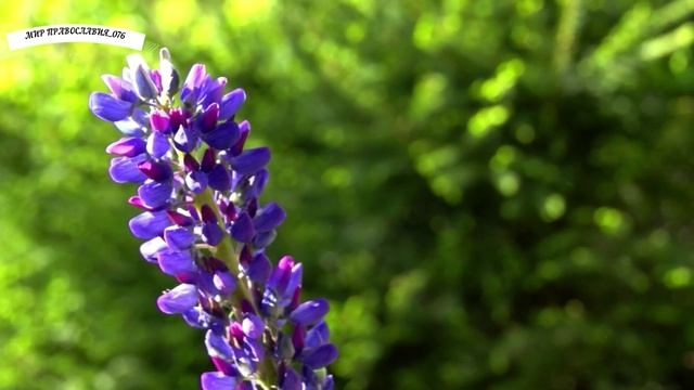 СИЛЬНАЯ МОЛИТВА,  ЧИТАЮТ МОНАХИ