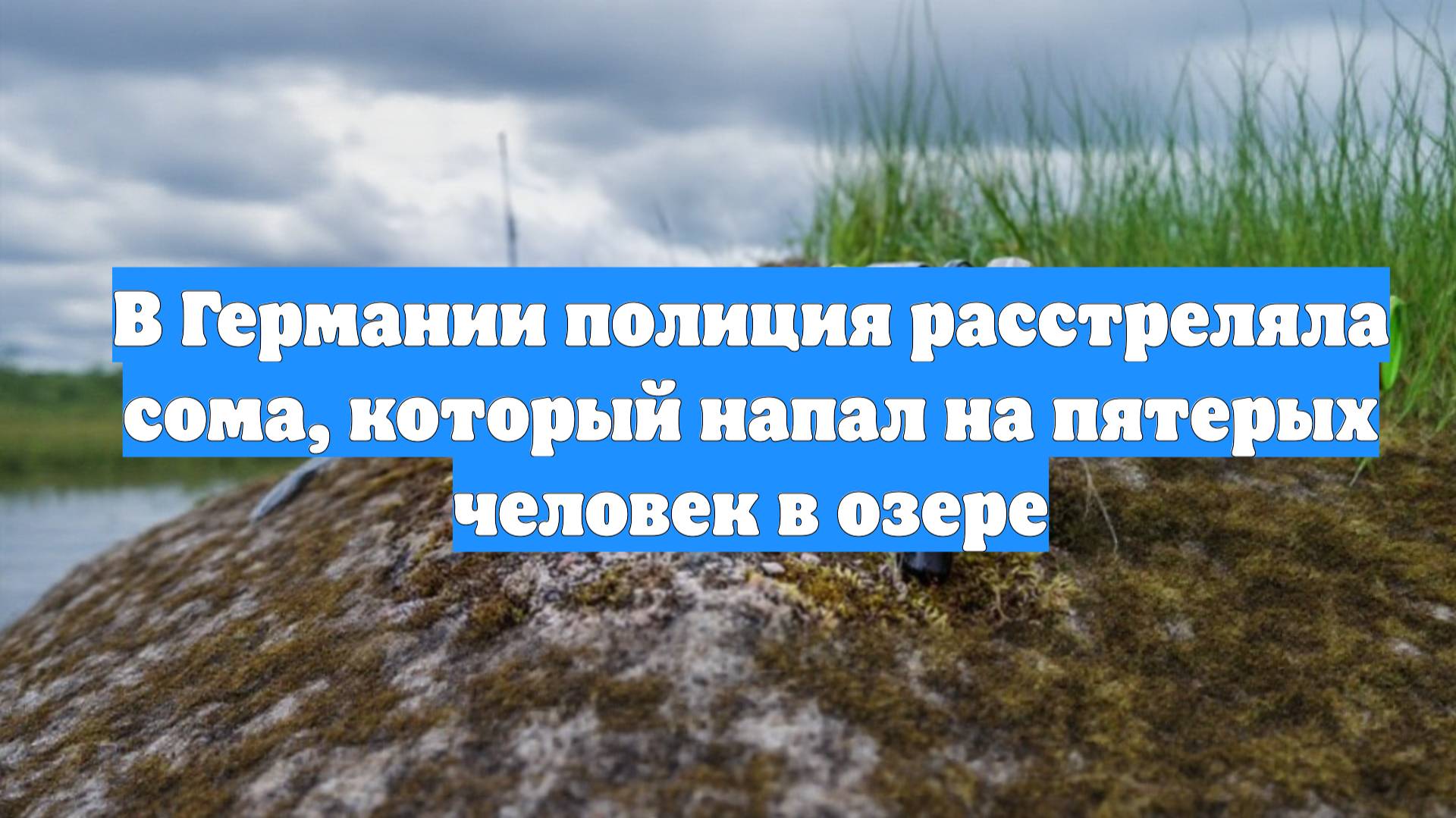 В Германии полиция расстреляла сома, который напал на пятерых человек в озере