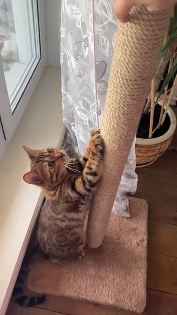 Бенгалська кошка Леопарда
