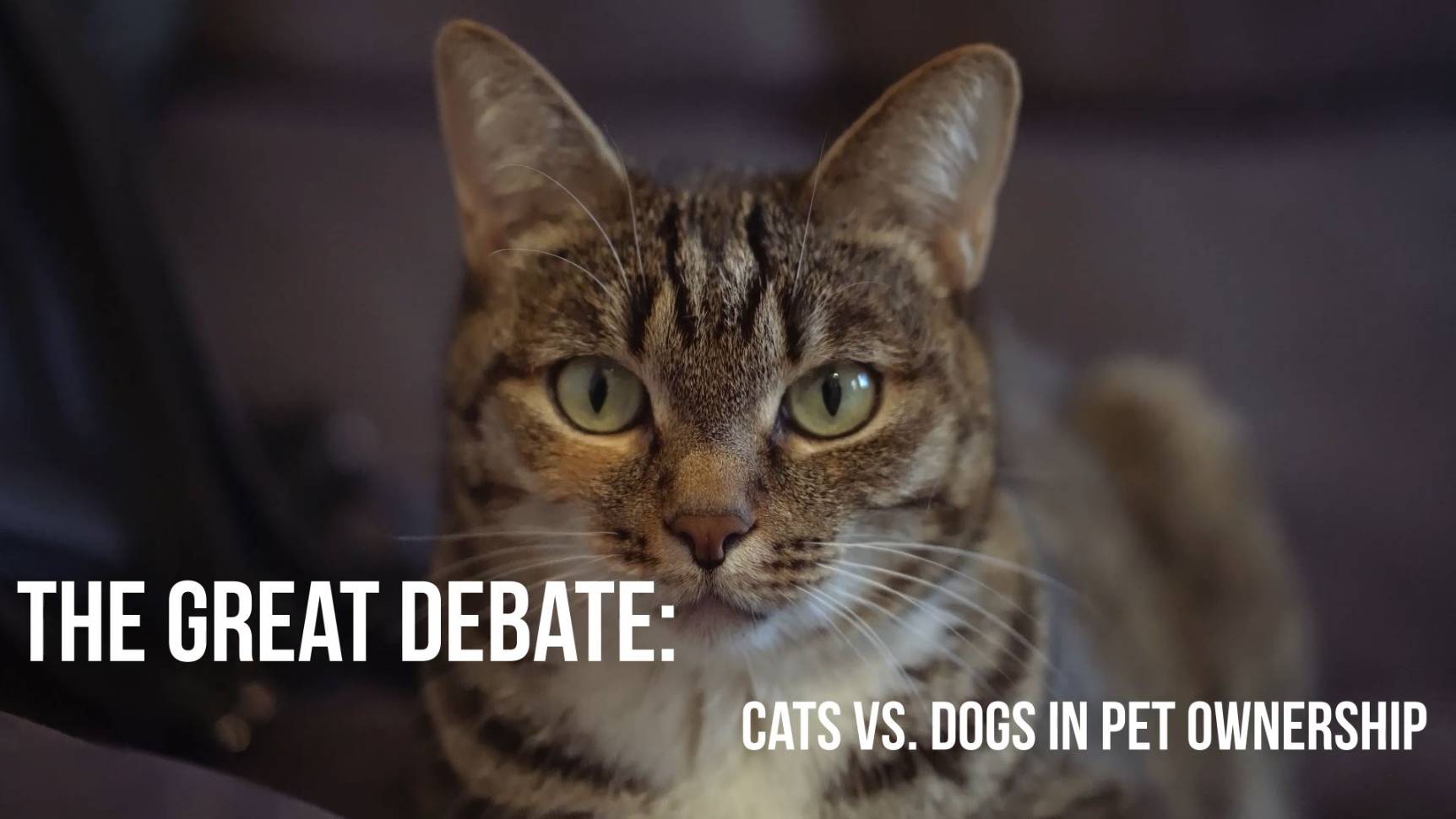 Story # 79: The Great Debate: Cats vs  Dogs in Pet Ownership