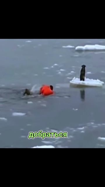Собака застряла на льдине