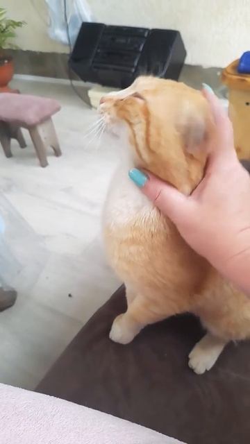 Рыжий кот!)