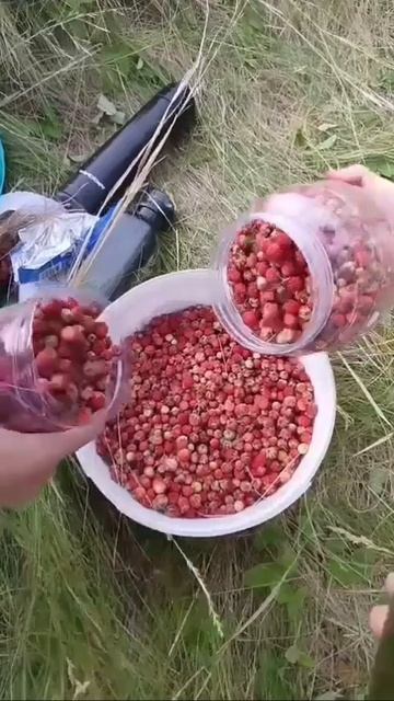 Ягодный сезон