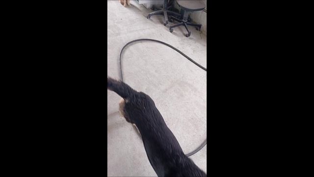 Собака. Кот. Том и коты