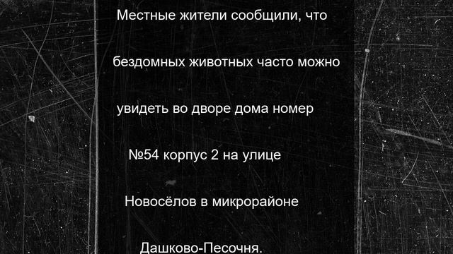 Жители Рязани пожаловались на стаю бродячих собак на детской площадке