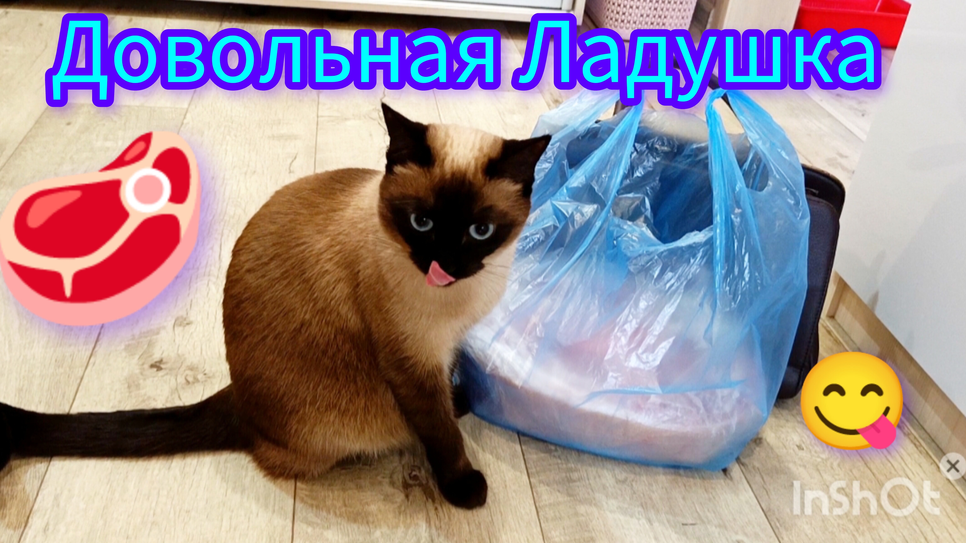 Кошка🐱Ладушка😋довольная😂 #смешныекоты #котики #прикольные котики #милая кошечка
