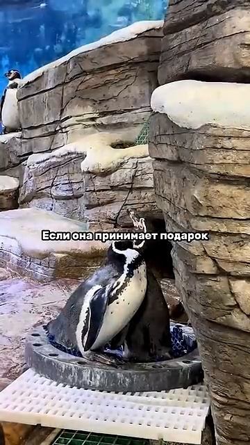 Самый романтичный жест у пингвинов.