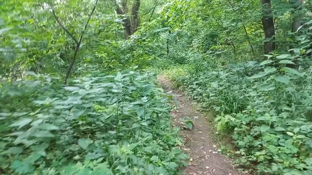 Прогулка по дорогам и тропам до реки Пахра, и обратно.