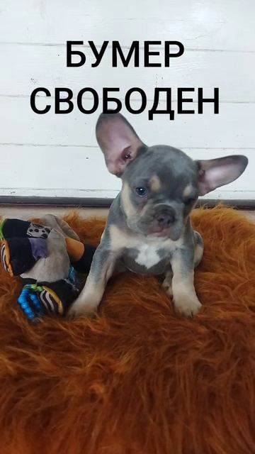 Буме- 23.06