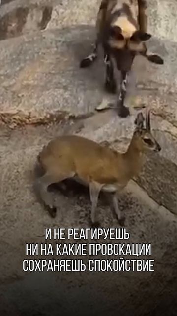 Поддерживаем вас Юмором каждый день!