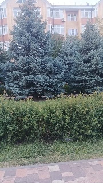 Месяц