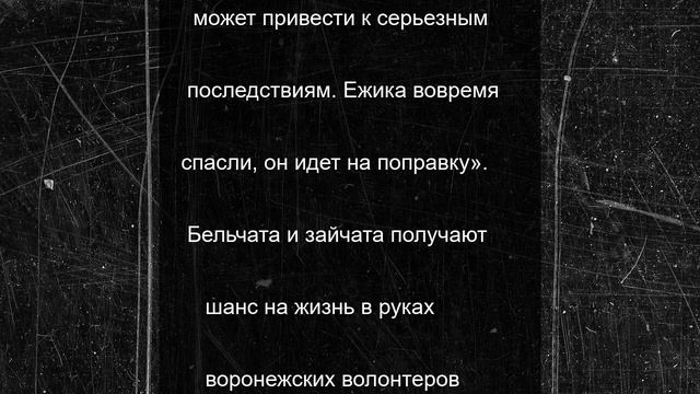 Воронежские зоозащитники спасли ежика, застрявшего в полиэтилене