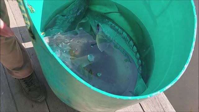 Зарыбление осетром нижнего водоёма 150 кг. Клёвое место, Лосиный остров.
