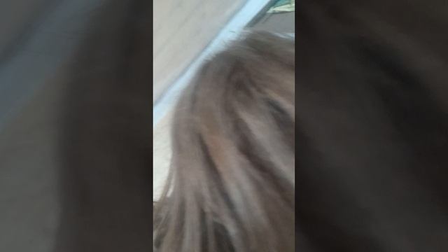 Лабуби