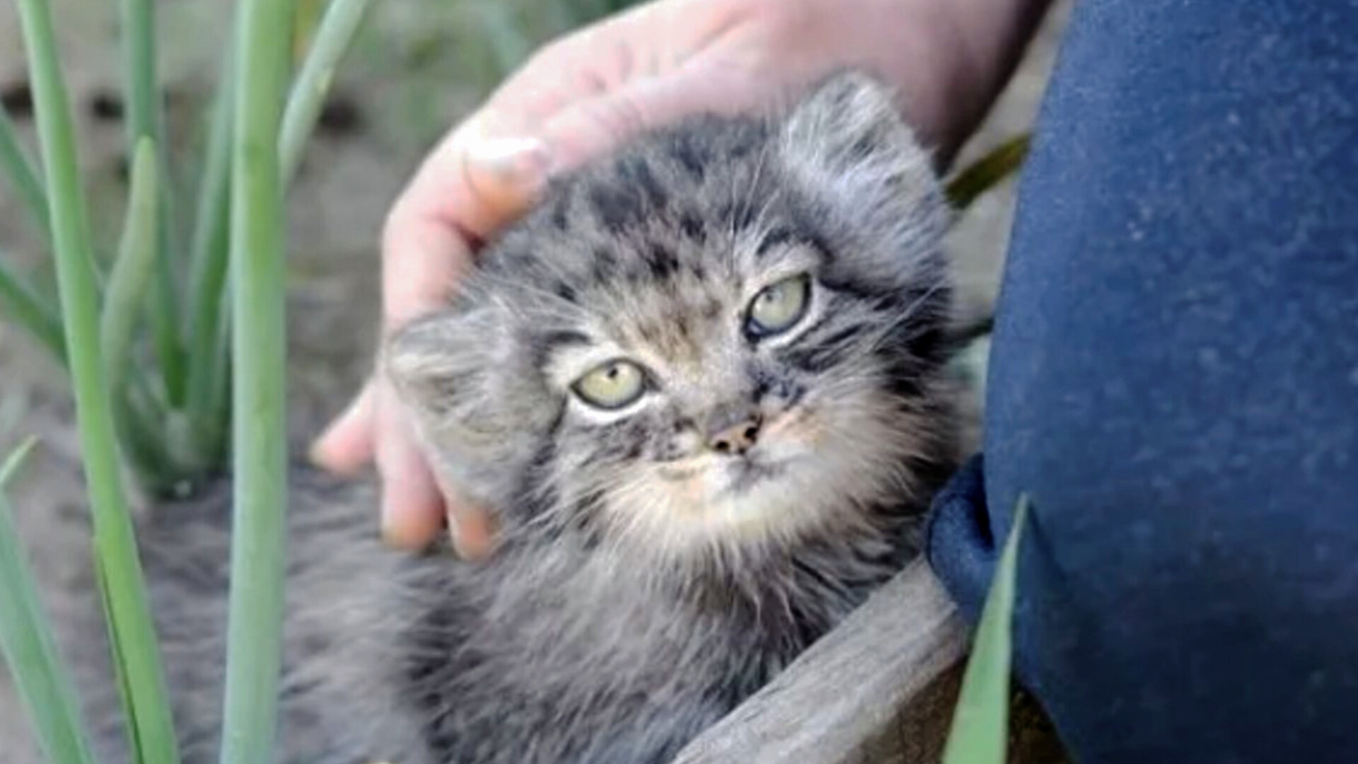 Удивительная история бездомного котёнка 🐱
