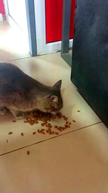 Дал Еды бездомной Кошки в Дагестане