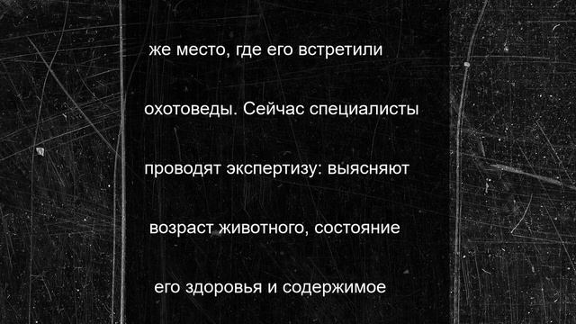 Медведя-людоеда застрелили под Южно-Сахалинском