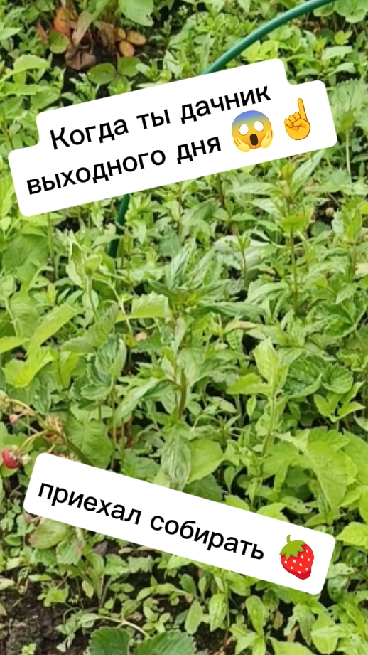 Когда ты все выполол, через неделю приехал собирать ягоды, а там... море травы 😱