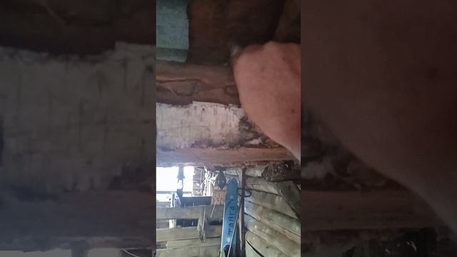 Ласточкино гнездо