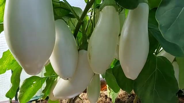 Подкормка баклажанов и перцев в августе Часть 2