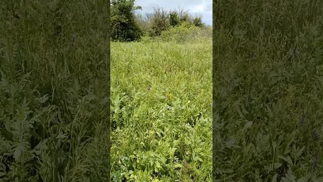 Нечаянная радость