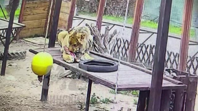 Продолжение возни с костью. 24.06.2025