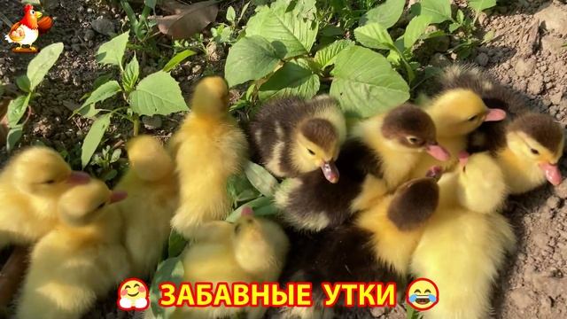 Забавные утки мускусные и пекинские на свободном выгуле ч.(90) ❣️🤗😂
