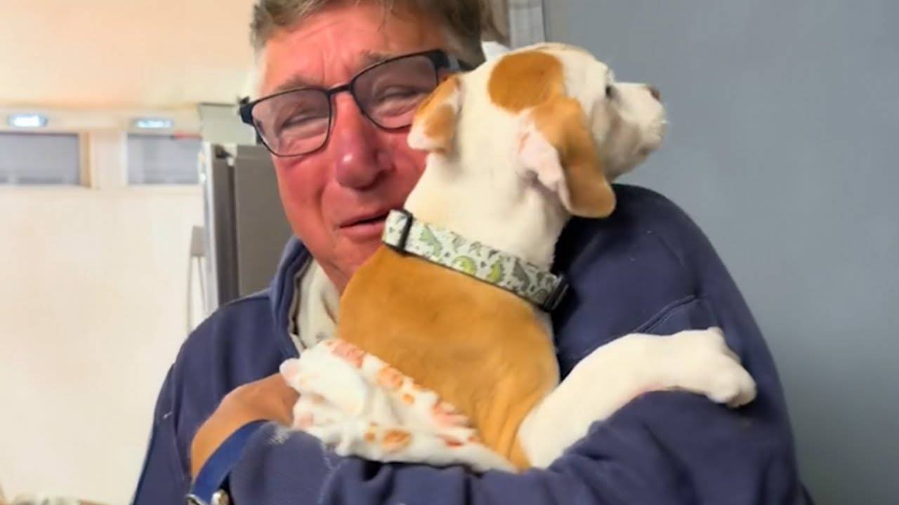Удивите родителей собакой их мечты 🐶 Сюрприз для щенков 2025