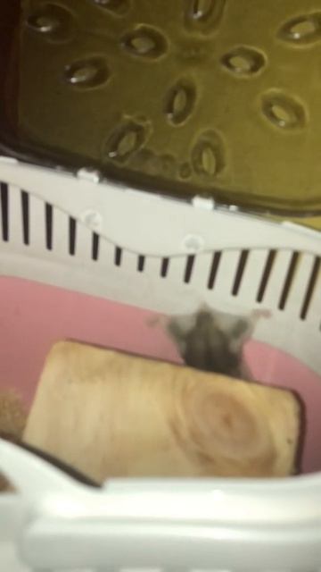 VID-20250529-WA0006.mp4