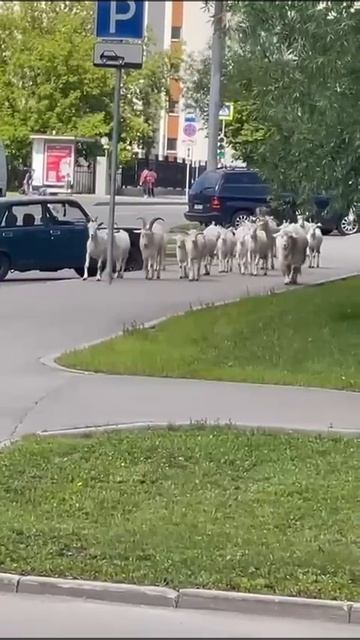 Москвички и москвичи