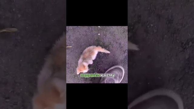 Бросила мама кошка