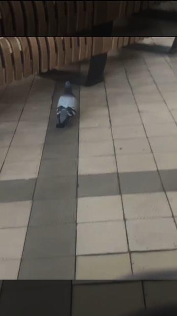 весёлые похождения голубя 😂