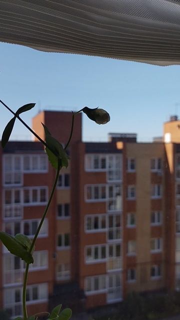 Выращиваю горошек на подоконнике