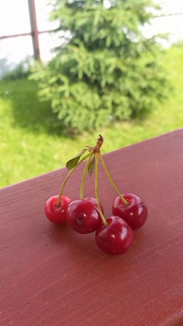 Спелая Вишня😋🍒#вишня #вкусно #дача #лето