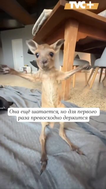 Малышка кенгуру делает первые шаги 🦘🥰😘🤩❤️