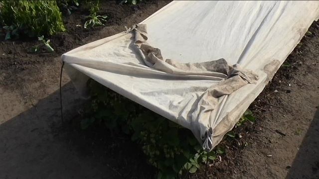 Прикрываю ягоды клубники от солнца