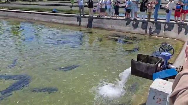 Гигантский осётр в Адлере!