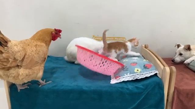 Утка и кошка стали хорошими друзьями, но кролик ревновал - 2025 год